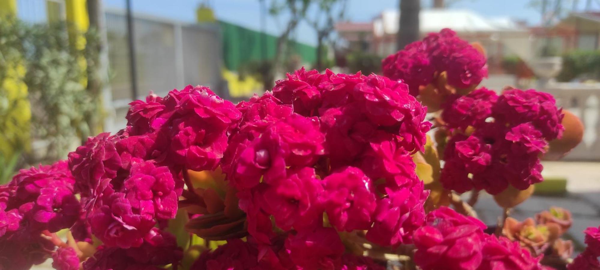 Villaggio Albergo Cervo Zapponeta Bagian luar foto
